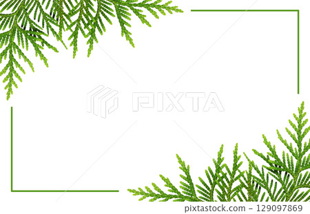 Twigs of thuya with buds in a corner arrangements with green frame isolated on white 129097869