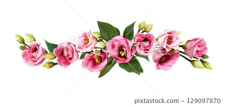 Pink eustoma flowers in a line floral arrangement isolated on white background Pink eustoma flowers in a line floral arrangement isolated on white background 129097870