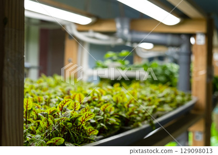 peas. Urban microgreen farm. Eco-friendly small business. Baby leaves, phytolamp. peas. Urban microgreen farm. Eco-friendly small business. Baby leaves, phytolamp. 129098013