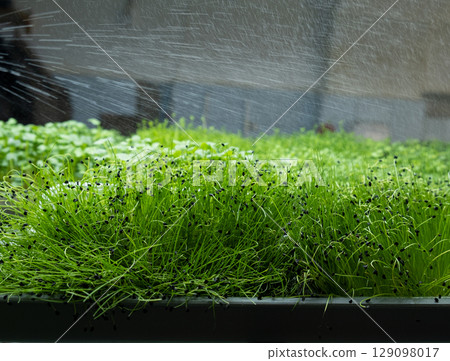 green leaves of edenvia lettuce grown on a microfarm using the agroponic method 129098017