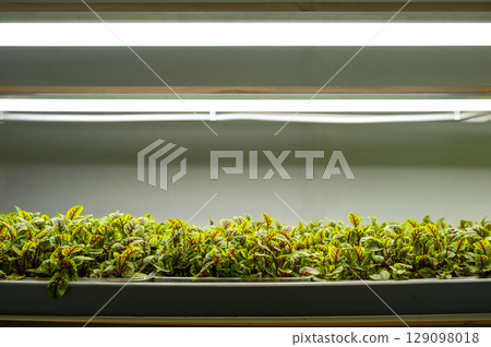 peas. Urban microgreen farm. Eco-friendly small business. Baby leaves, phytolamp. peas. Urban microgreen farm. Eco-friendly small business. Baby leaves, phytolamp. 129098018