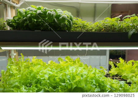 green leaves of edenvia lettuce grown on a microfarm using the agroponic method green leaves of edenvia lettuce grown on a microfarm using the agroponic method 129098025