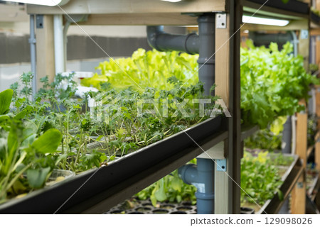 green leaves of edenvia lettuce grown on a microfarm using the agroponic method. green leaves of edenvia lettuce grown on a microfarm using the agroponic method. 129098026