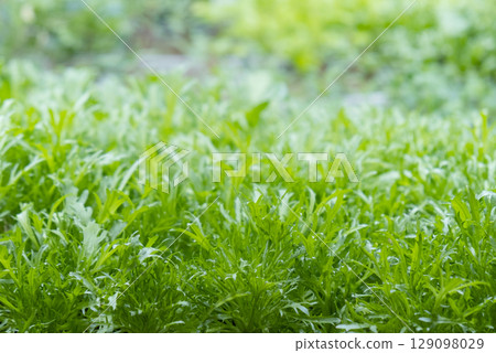 green leaves of edenvia lettuce grown on a microfarm using the agroponic method. green leaves of edenvia lettuce grown on a microfarm using the agroponic method. 129098029