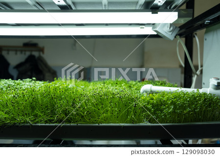 Urban microgreen farm. Eco-friendly small business. Baby leaves, phytolamp. Urban microgreen farm. Eco-friendly small business. Baby leaves, phytolamp. 129098030