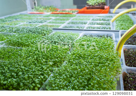Urban microgreen farm. Eco-friendly small business. Baby leaves, phytolamp. 129098031