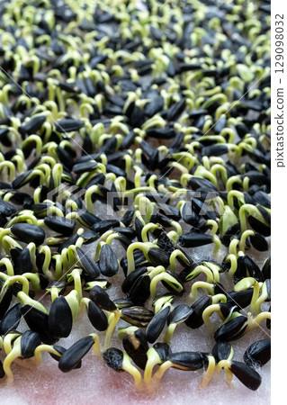 sunflower sprouts. proportioned seeds. healthy raw food, trace elements. 129098032