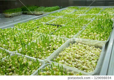 Urban microgreen farm. Eco-friendly small business. Baby leaves, phytolamp 129098034