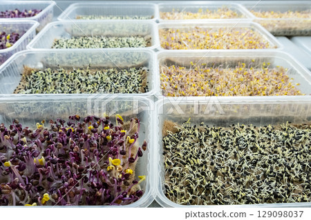 Urban microgreen farm. Eco-friendly small business. Baby leaves, phytolamp 129098037