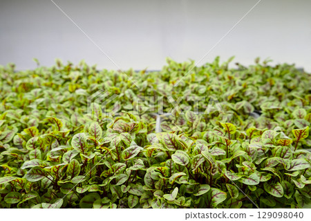 green leaves of edenvia lettuce grown on a microfarm using the agroponic method 129098040