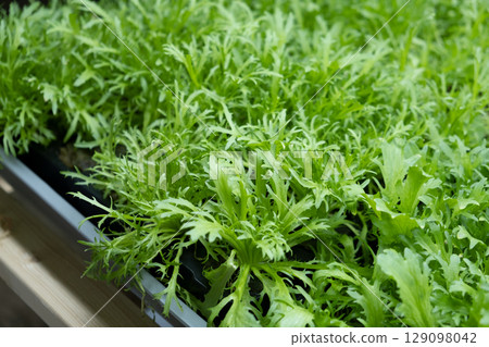 green leaves of edenvia lettuce grown on a microfarm using the agroponic method green leaves of edenvia lettuce grown on a microfarm using the agroponic method 129098042
