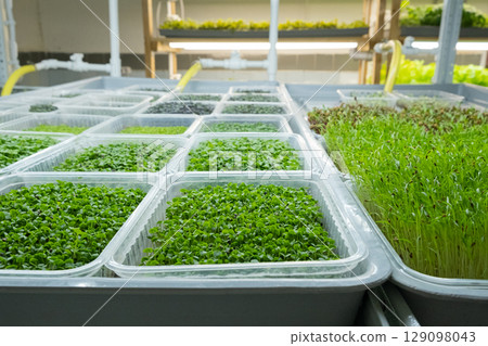 Urban microgreen farm. Eco-friendly small business. Baby leaves, phytolamp 129098043