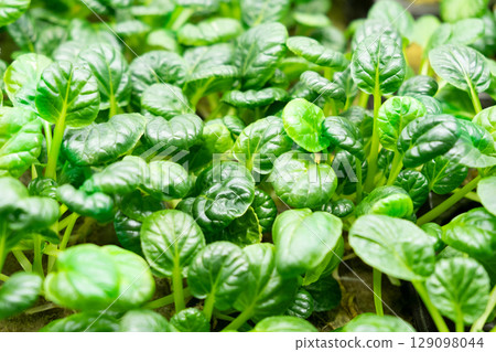 green leaves of edenvia lettuce grown on a microfarm using the agroponic method green leaves of edenvia lettuce grown on a microfarm using the agroponic method 129098044