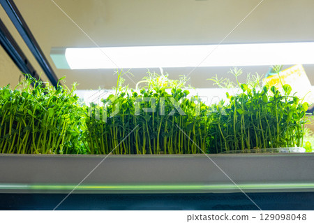 peas. Urban microgreen farm. Eco-friendly small business. Baby leaves, phytolamp. peas. Urban microgreen farm. Eco-friendly small business. Baby leaves, phytolamp. 129098048