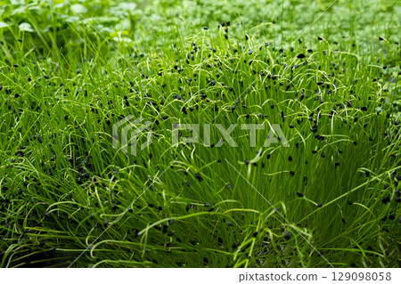 green leaves of edenvia lettuce grown on a microfarm using the agroponic method green leaves of edenvia lettuce grown on a microfarm using the agroponic method 129098058