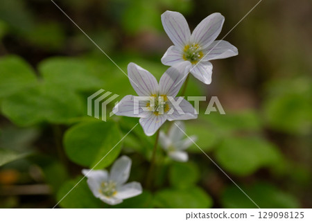 close up of a white flower (OXALIS ACETOSELLA). Small white flowers in the forest in spring. close up of a white flower (OXALIS ACETOSELLA). Small white flowers in the forest in spring. 129098125