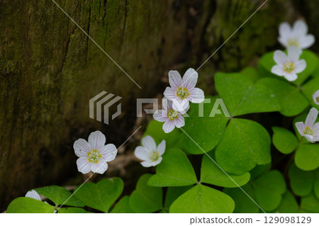 close up of a white flower (OXALIS ACETOSELLA). Small white flowers in the forest in spring. 129098129