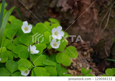 close up of a white flower (OXALIS ACETOSELLA). Small white flowers in the forest in spring. close up of a white flower (OXALIS ACETOSELLA). Small white flowers in the forest in spring. 129098131