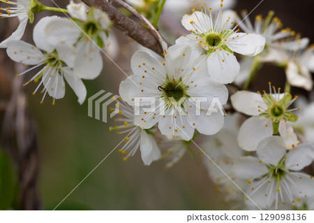 White cherry plum blossoms with selective focus on the foreground flowers on a soft airy background, macro. 129098136