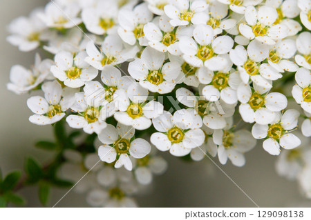 Bird cherry branch with white flowers - Latin name - Prunus padus 129098138