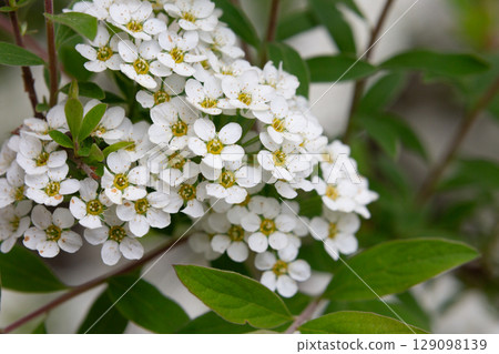 Bird cherry branch with white flowers - Latin name - Prunus padus 129098139