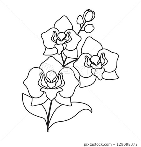 orchid flowers in outline 129098372