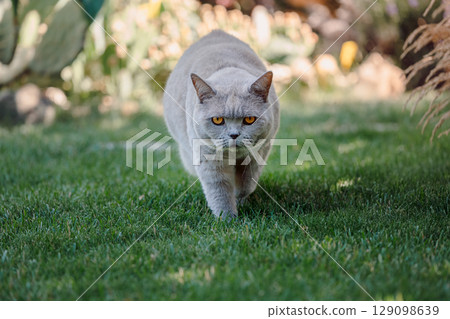Scottish cat close up walking on lawn grass Scottish cat close up walking on lawn grass 129098639