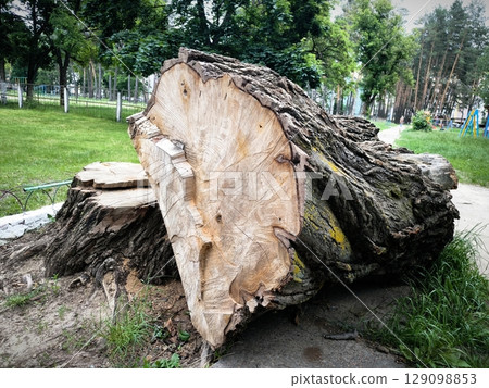 Fallen tree trunk and stump in a park after a storm. Fallen tree stump. 129098853