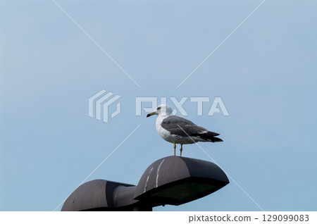 信濃川安城堤防上的黑色大海鷗 信濃川安城堤防上的黑色大海鷗 129099083