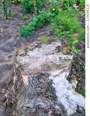 Stump on green grass in the garden. Old tree stump in the summer park. Tree stump garden Stump on green grass in the garden. Old tree stump in the summer park. Tree stump garden 129099126