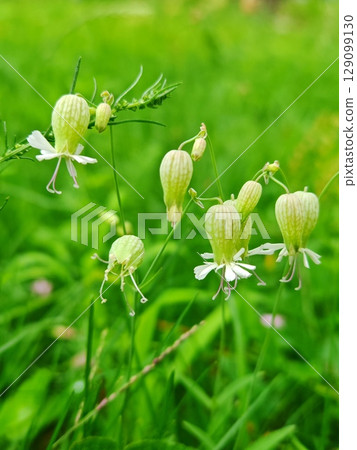 Close-up of a Delicate green blossoms, creating a soft, natural background. White flower grass bluebell. Ideal for botanical and garden themes Close-up of a Delicate green blossoms, creating a soft, natural background. White flower grass bluebell. Ideal for botanical and garden themes 129099130