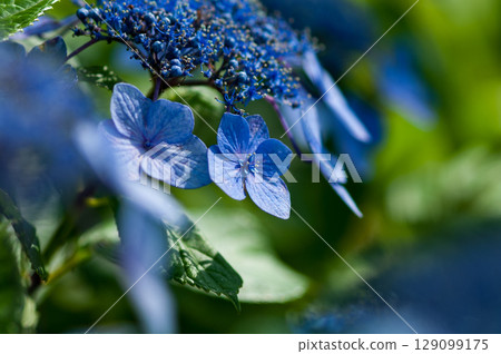 藍色繡球花 129099175