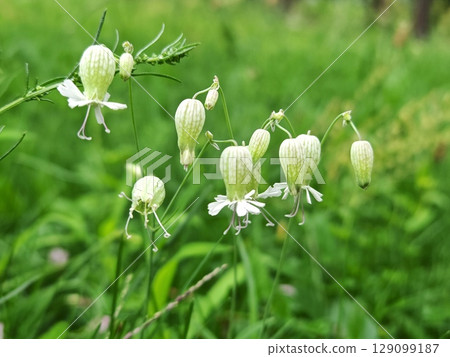 Close-up of a Delicate green blossoms, creating a soft, natural background. White flower grass bluebell. Ideal for botanical and garden themes 129099187
