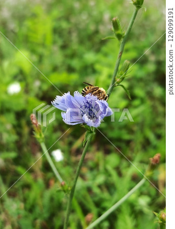 Selective focus of purple flower with green leaves, Bee purple flower, Natural background Selective focus of purple flower with green leaves, Bee purple flower, Natural background 129099191