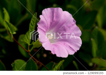 A sunny face A sunny face 129099193