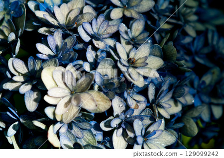 The Last Hydrangea The Last Hydrangea 129099242