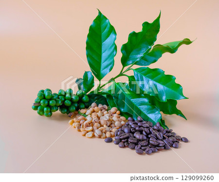 Coffee beans showing various stages of roasting from raw through to  dark roast. 129099260