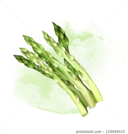 Asparagus. Hand-drawn eco food illustration 129099325