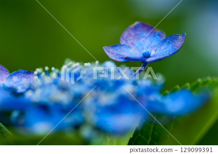 藍色繡球花 129099391