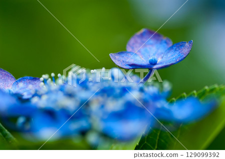 藍色繡球花 129099392