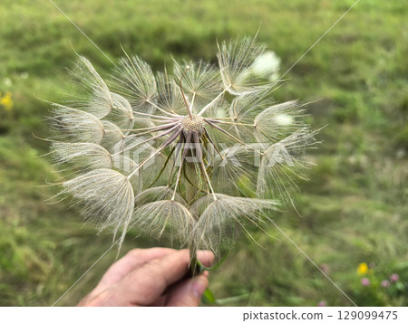 Captivating close-up of a delicate seed head in a lush green field 129099475