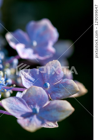 藍色繡球花 藍色繡球花 129099647