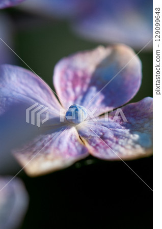 藍色繡球花 藍色繡球花 129099648