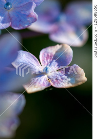 藍色繡球花 129099650