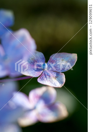 Blue Hydrangea 129099651