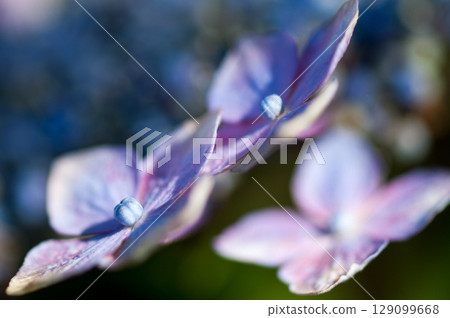 Blue Hydrangea 129099668