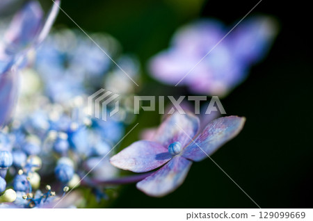 Blue Hydrangea 129099669