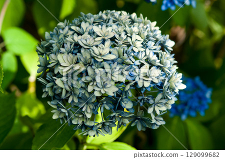 The Last Hydrangea The Last Hydrangea 129099682