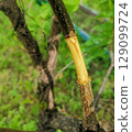 Grafting technique 129099724