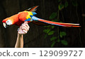 Macaw parrot 129099727